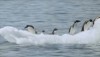 Pinguins speeltijd