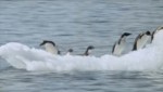 Pinguins speeltijd